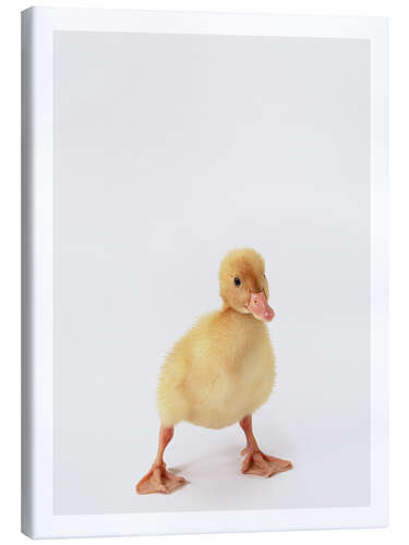 Quadro em tela Duckling II