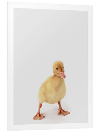 Foam board print Duckling II