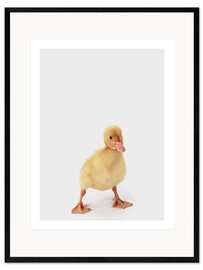 Innrammet kunsttrykk Duckling II