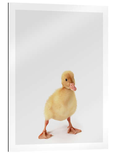 Gallery print Duckling II