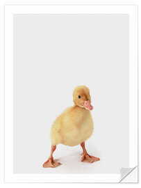 Selvklebende plakat Duckling II