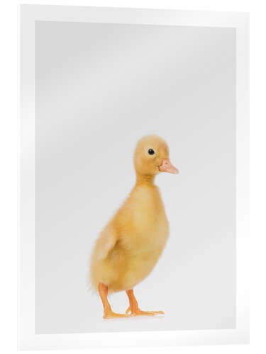 Akrylbilde Duckling I