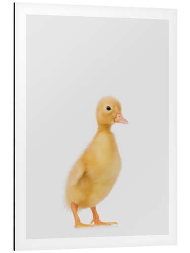 Tableau en aluminium Duckling I