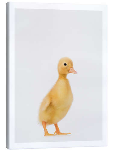 Canvas print Duckling I