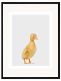 Gerahmter Kunstdruck Entenküken I