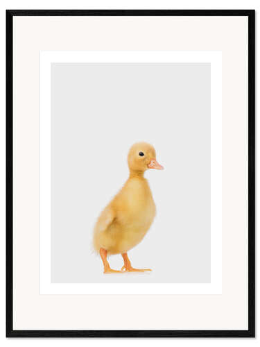 Framed art print Duckling I