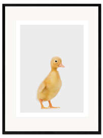 Framed art print Duckling I