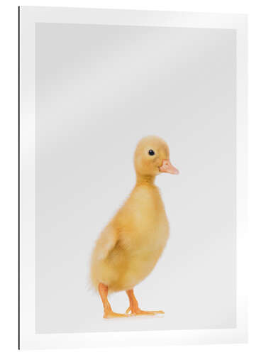 Gallery print Duckling I