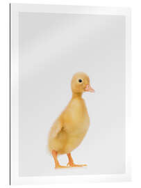 Galleriprint Duckling I