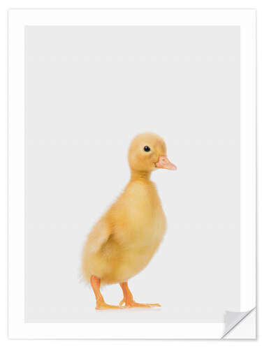 Självhäftande poster Duckling I