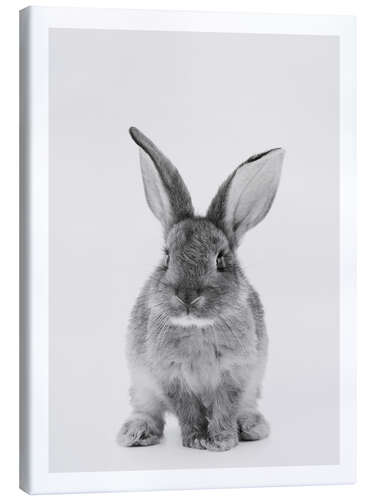 Canvas print Cuddly Bunny