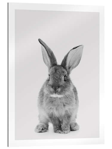 Gallery print Cuddly Bunny