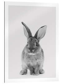 Gallery print Cuddly Bunny