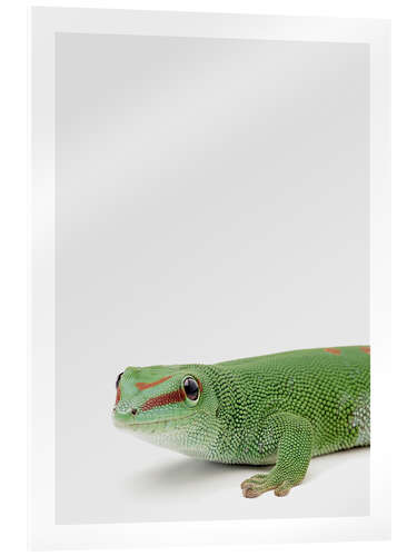 Acrylic print Baby Gekko