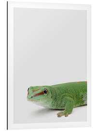 Aluminium print Baby Gekko