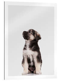 Gallery print Australian Shepherd Puppy I