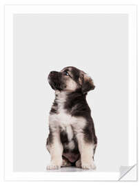 Sticker mural Chiot de berger australien I