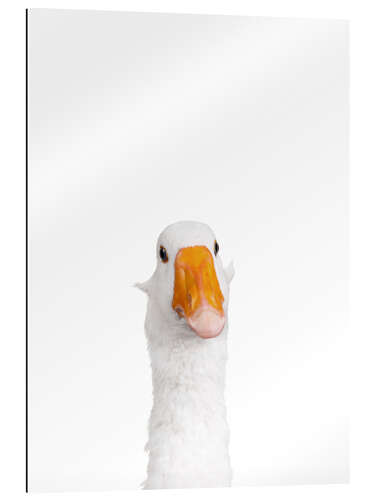 Gallery print White Goose II