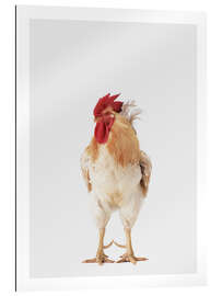 Gallery print Rooster I