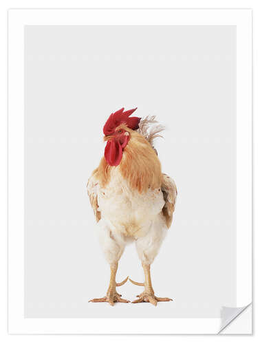 Selvklebende plakat Rooster I