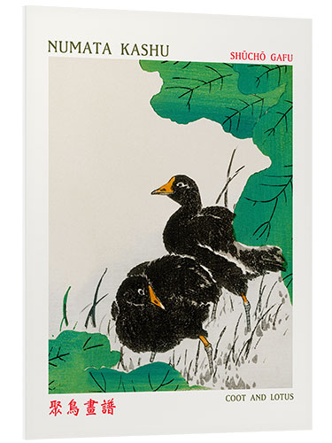 Foam board print Coot & Lotus