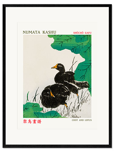 Framed art print Coot & Lotus