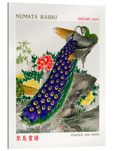 Gallery print Peacock & Peony