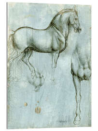 Gallery print Studies of a horse