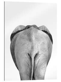 Gallery print Elephant from behind