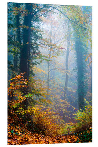 Gallery print Trees in the fog