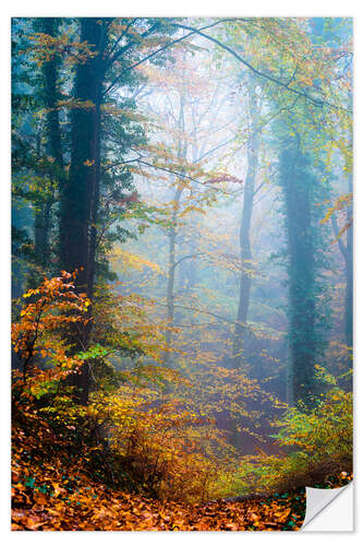 Sticker mural Trees in the fog