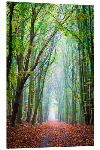 Acrylic print Forest path through the seasons