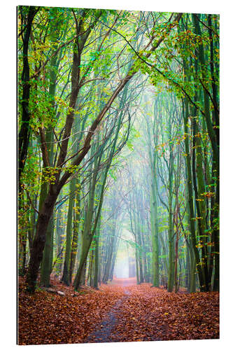 Gallery print Forest path through the seasons