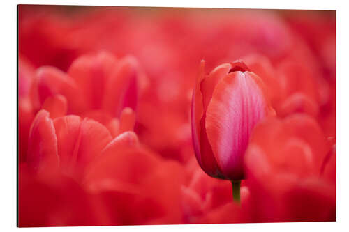 Stampa su alluminio Red tulips from Holland