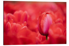 Alubild Rote Tulpen aus Holland