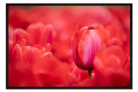 Gerahmter Kunstdruck Rote Tulpen aus Holland