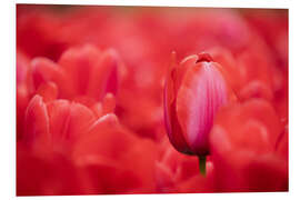 Foam board print Red tulips from Holland