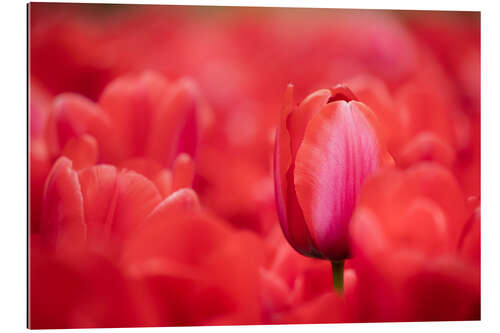 Galleritryck Red tulips from Holland