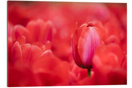 Tableau en plexi-alu Red tulips from Holland