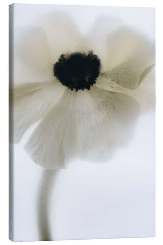 Quadro em tela Off White Poppy