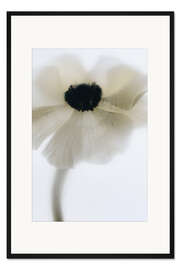 Gerahmter Kunstdruck Cremeweißer Mohn