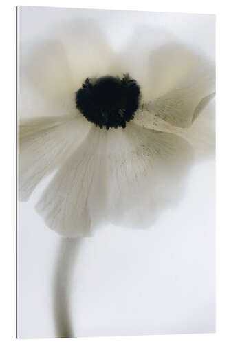 Gallery print Off White Poppy