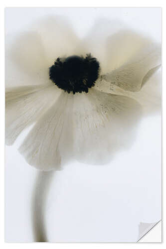 Vinilo para la pared Off White Poppy