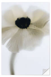 Wall sticker Off White Poppy