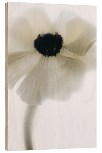 Wood print Off White Poppy