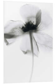 Foam board print Mono Poppy