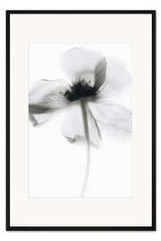 Gerahmter Kunstdruck Mono Poppy