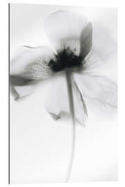 Gallery print Mono Poppy