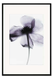 Gerahmter Kunstdruck Purple Poppy
