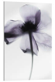 Gallery print Purple Poppy